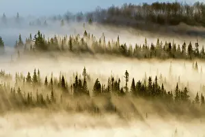 Morning Light On Trees Prints: 6678461