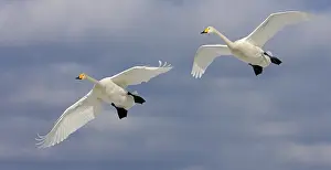 Bird Photography No People Prints: 7qaOk0OwsIY