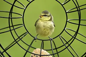 Birdseed Feeding Station Prints: 8417777