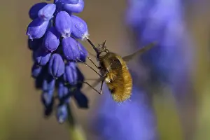 Grape Hyacinth Flowers Prints: 8854038
