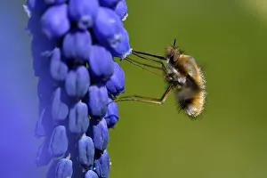 Central European Insects Prints: 8854039