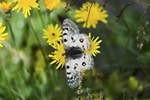 Swallowtail Butterfly Species Prints: 8921495