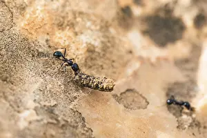 Hymenoptera Images Prints: 8951565