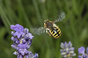 European Wool Carder Bee Prints: 9017585