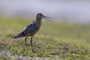 Nordic Wildlife Photography Prints: 9032220