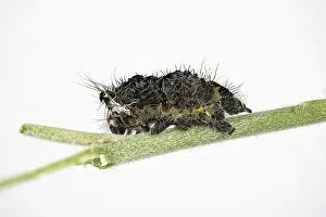 Central Europe Macro Photography Prints: 9318212
