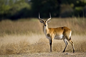 Botswanan Nature Reserve Prints: 938777