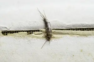 Insect Detail View Prints: 9409726
