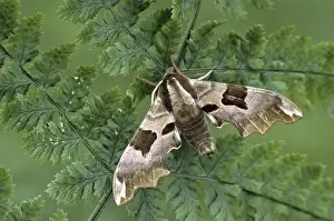 Butterfly Wildlife Photos Prints: 9826442
