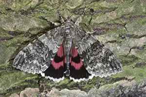Owlet Moth Species Prints: 9826447
