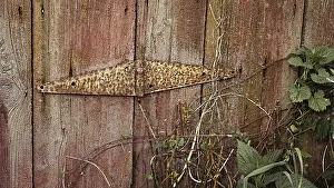 Deserted Building Prints: Abandoned Barn, Door Hinge, Detail