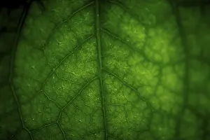 Close Up Green Leaf Prints: Abstract closeup of green leaf with vein pattern