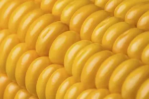 Agricultural Crop Photography Prints: Abstract detail of corn on the cob