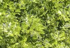 Central Europe Nature Images Prints: Abstract, Leaves, Creative, Two-tone