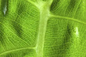 Macro Photography Prints: Abstract macro of a green leaf