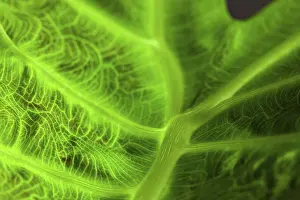 Macro Photography Prints: Abstract macro of a green leaf
