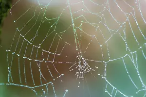 Prints of Abstract macro of a wet spiderweb wtih dew drops Web Spider Prints: Abstract Macro Print of a Wet Spiderweb with Dew Drops