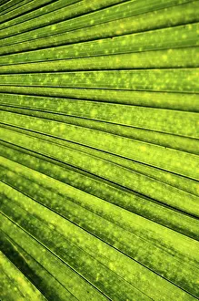 Abstract Nature Photography Prints: Abstract palm background