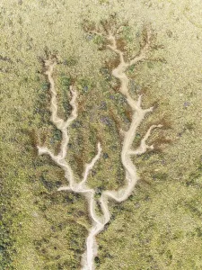 Drone Shot Cadiz Province Spain Prints: Abstract patterns of dry streams at low tide
