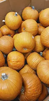 Autumnal Agricultural Scene Prints: Abstract several pumpkin patch background