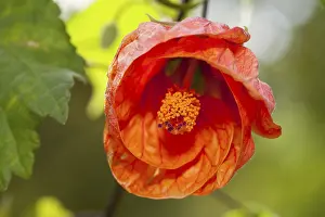 Single Red Blossom Image Prints: Abutilon Orange (Abutilon)