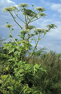 Poisonous Wildflowers Prints: Acauthus