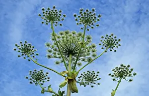 Poisonous Plants Prints: Acauthus