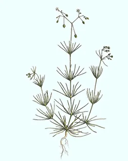 Historic Plant Depiction Prints: Acker-Spark, Spergula arvensis