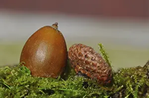 Deserted Outdoor Shots Prints: Acorn