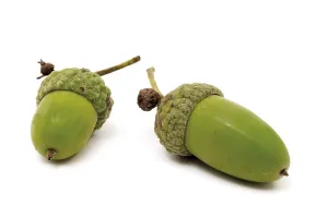 Fruiting Infructescence Prints: Acorns