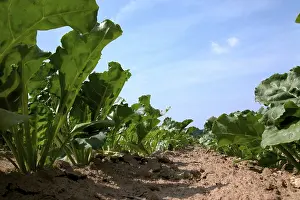 Sugar Beet Field Prints: Acre sugar beet