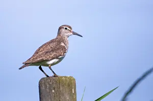 Common Sandpiper Prints: Actitis hypoleucos, common sandpiper