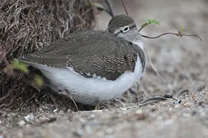 Prints of Actitis hypoleucos, common sandpiper, sandpiper birds, charadriiformes, limikolen, snipe birds, scolopacidae, birds, waders, waders Fantail Prints: Common Sandpiper Print (Actitis hypoleucos)