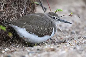 Prints of Actitis hypoleucos, common sandpiper, sandpiper birds, charadriiformes, limikolen, snipe birds, scolopacidae, birds, waders, waders Fantail Prints: Common Sandpiper Print, Actitis hypoleucos