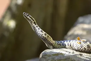Reptile Habitat Prints: Adder (Vipera berus)
