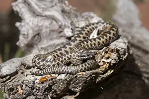 Scaled Reptile Images Prints: Adder (Vipera berus)