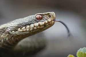 Moorland Wildlife Photography Prints: Adder (Vipera berus) in the moor