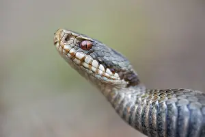 Poisonous Snakes In Europe Prints: Adder (Vipera berus) in the moor