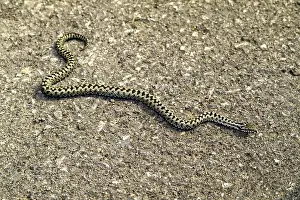 Prints of Ader, Vipera berus Viper Adder Prints: Vipera berus Print by Ader