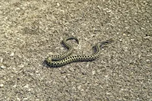 Prints of Ader, Vipera berus Viper Adder Prints: Print of Ader, Vipera berus Snake