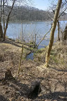 German River Bank Scenery Prints: Adjusted tree, beaver, bite tracks