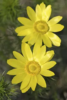 Yellow Blossom Plant Prints: Adonis flowers (Adonis), Triestingtal valley