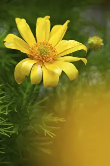 Oland Island Flora Prints: Adonis vernalis, spring adonis florets