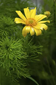 Swedish Flora Prints: Adonis vernalis, spring adonis florets