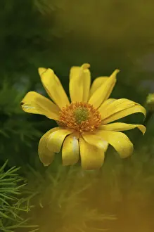 Oland Island Flora Prints: Adonis vernalis, spring adonis florets