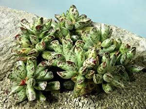 Desert Flowering Plants Prints: Adromischus cooperi