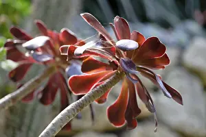 Open Air Succulent Plants Prints: Aeonium