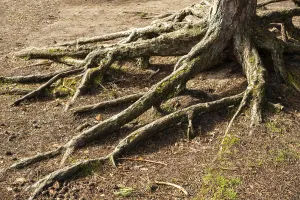 Sweden Prints: Aerial Roots in Pine Tree Forest Print, Ystad, Sweden