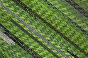 View From Above Agriculture Prints: Aerial view of rows of plants