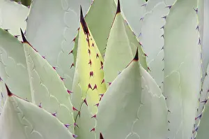 Asparagus Family Plants Prints: Agave 07